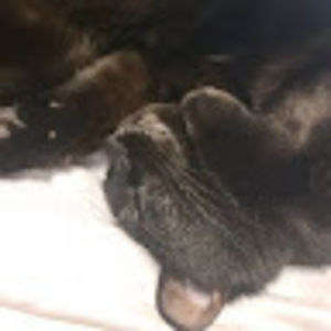 Meet your Posher, Fairyn